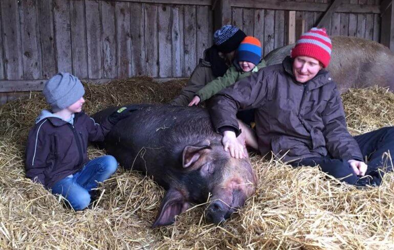 Boer wordt vegan: “Ik heb de stap gezet omdat ik geen varkens meer wilde slachten”