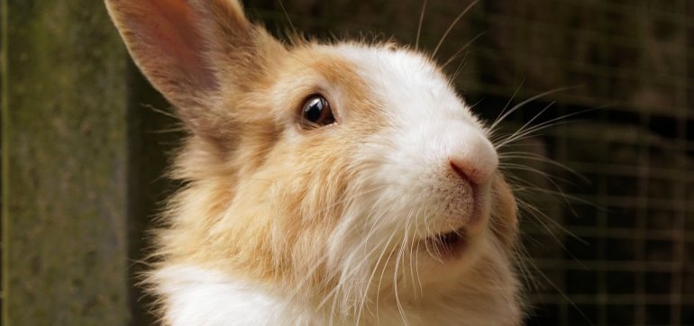 OVERWINNING: Honderden dieren gered nadat beroepsuitspraak overeenstemt met het PETA International Science Consortium