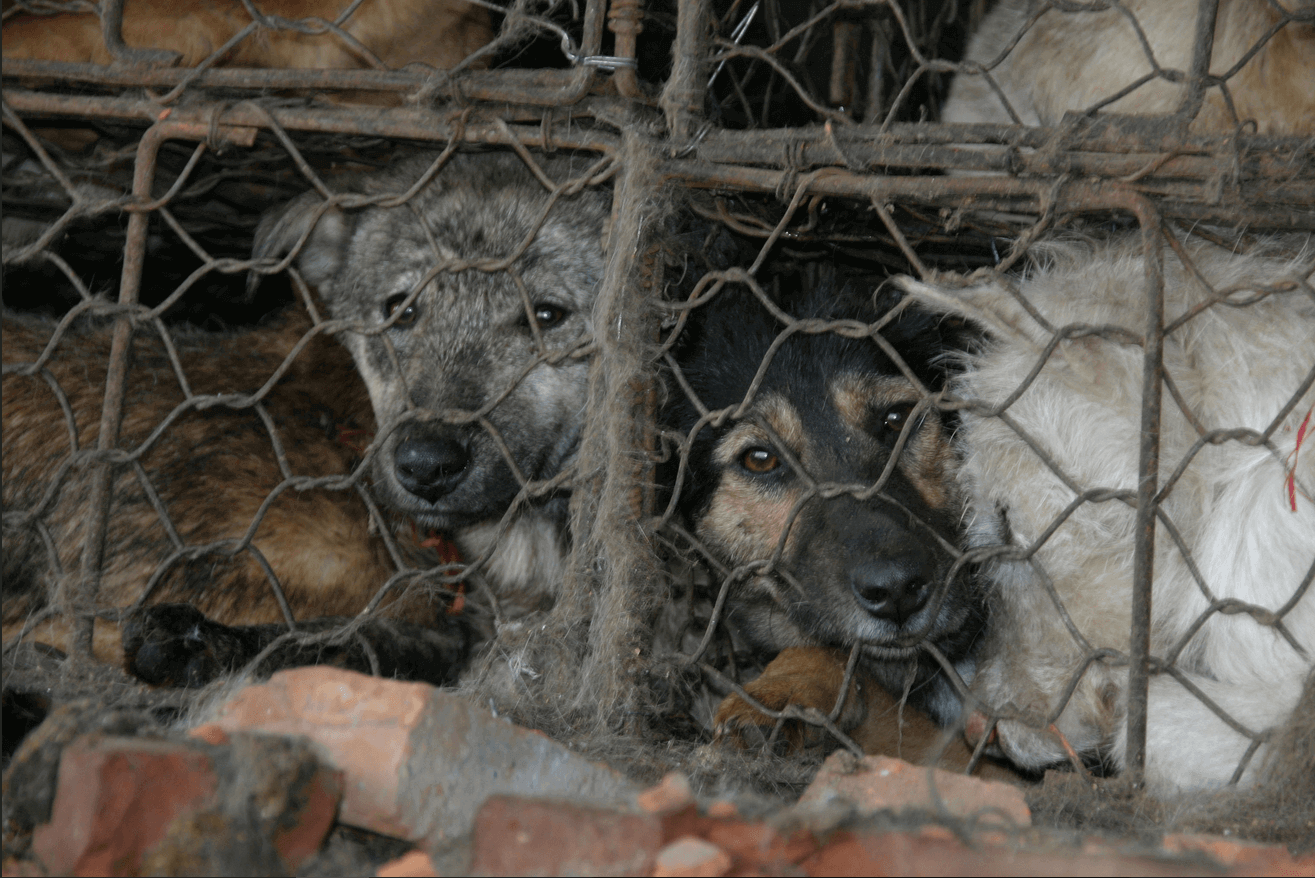 Help honden en katten zoals die op het Yulin-festival