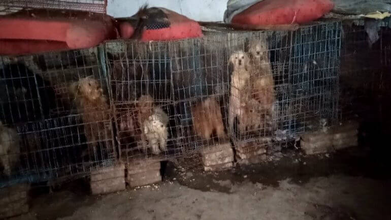 Van Wat Honden Bij Broodfokkers Wordt Aangedaan Zal Je Hart Breken 