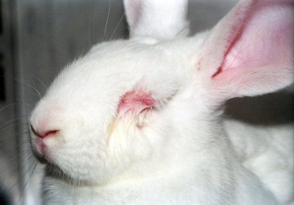 Honderden wetenschappers leren hoe ze dieren lijden in pijnlijke tests kunnen besparen