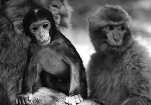 PETA veroordeelt weerzinwekkende ‘frankensteinwetenschap’ achter eerste gekloonde apen