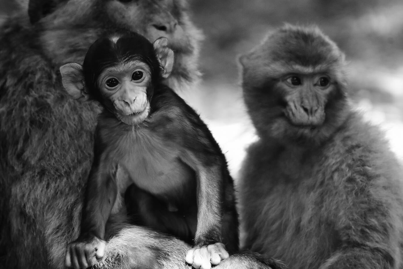 PETA veroordeelt weerzinwekkende ‘frankensteinwetenschap’ achter eerste gekloonde apen