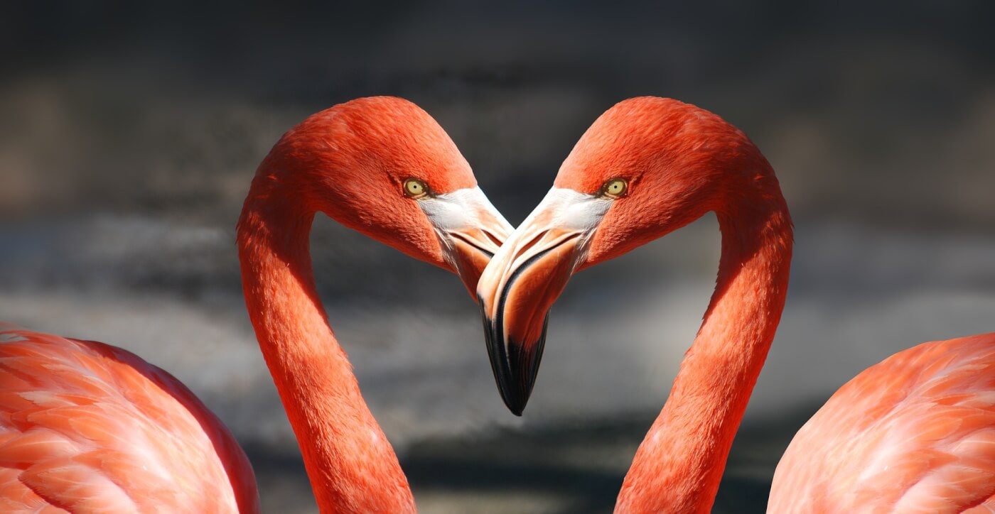 Help dieren door op Valentijnsdag ‘de grote vraag te stellen’ – en meer!