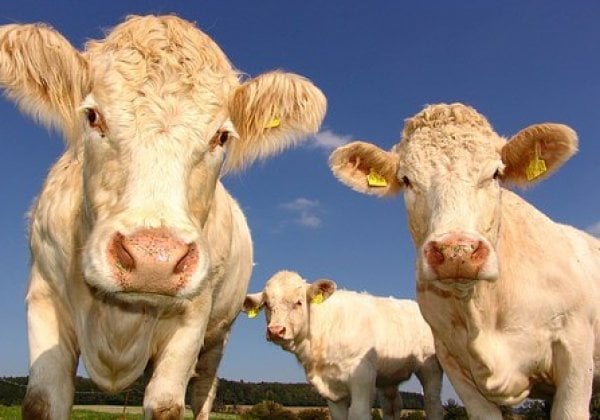 5 perfecte redenen om vegan te worden