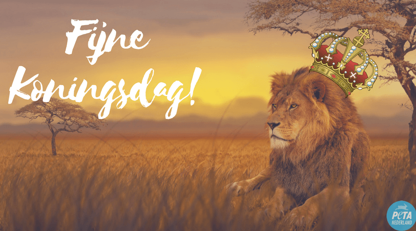 Proost met vegan bier op Koningsdag!