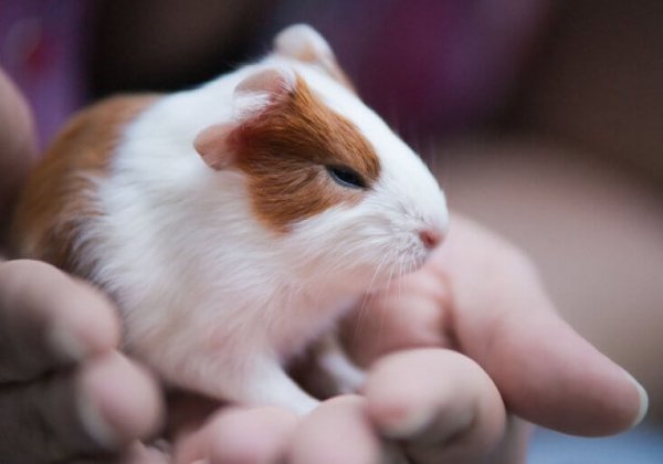 3 manieren om in actie te komen op Wereldproefdierendag