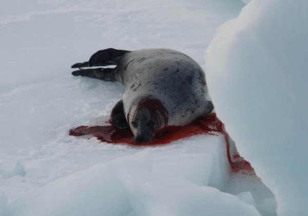 Help een eind te maken aan de commerciële zeehondenslacht in Canada