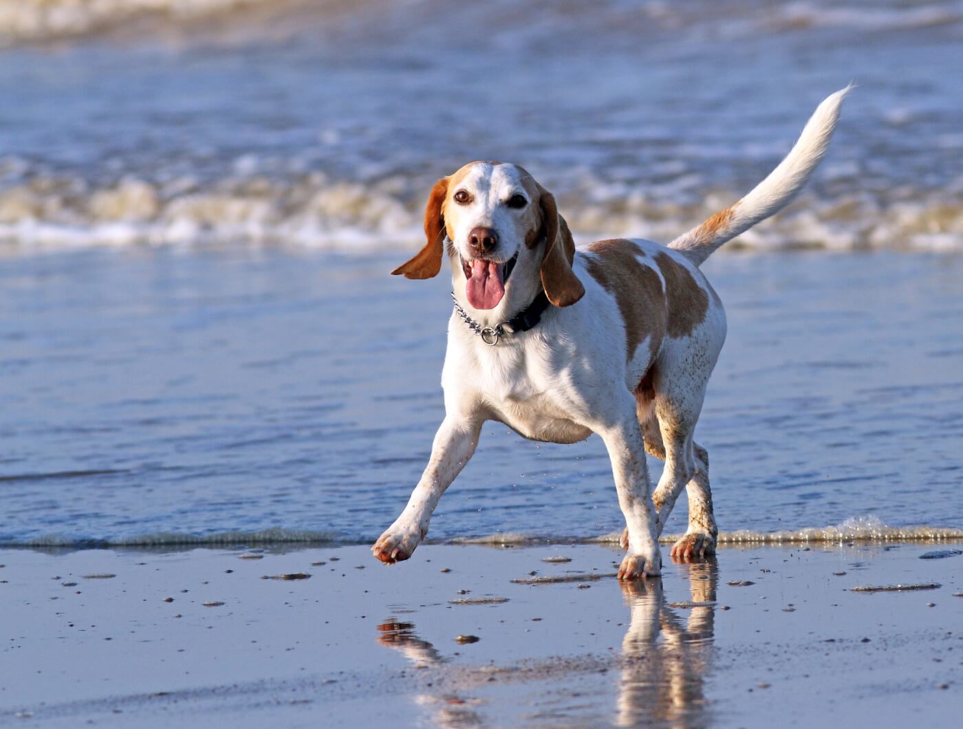 OVERWINNING! Honderden dieren gespaard nu Japan eenjarige vergiftigingstests op honden beëindigt