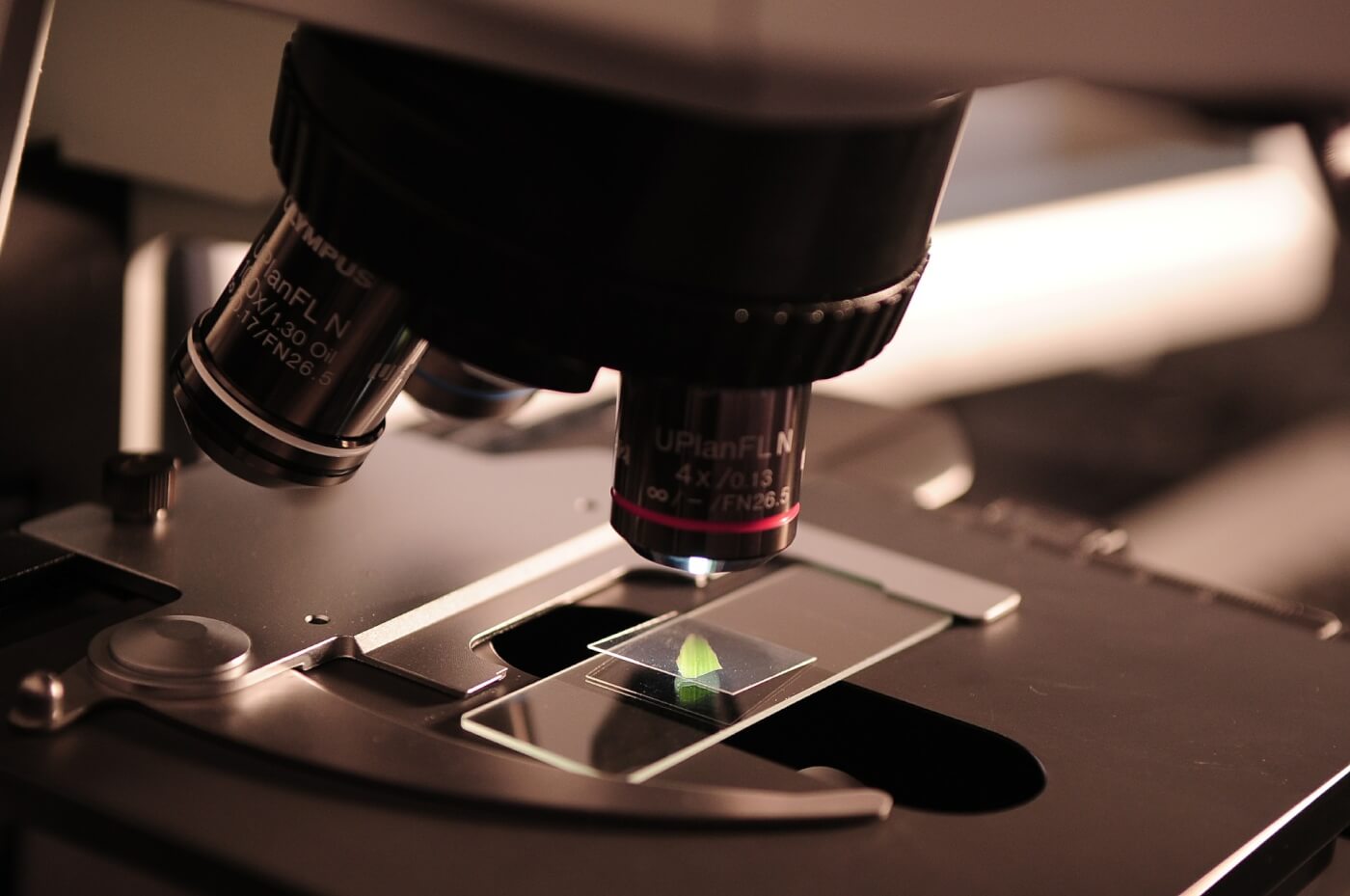 Wetenschapsconsortium bevordert proefdiervrij testen – op individueel niveau