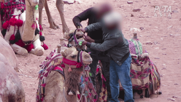 Saoedische prins schrijft geschiedenis door dierenmishandeling in Petra stop te zetten na PETA-reportage