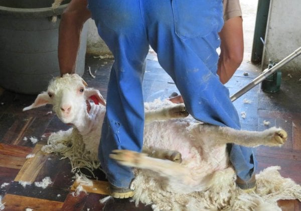 Baanbrekende reportage: geiten rondgegooid, gesneden en gedood voor mohair