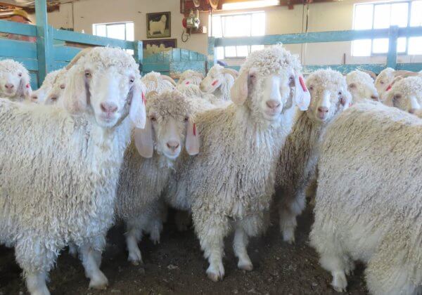 Vooruitgang! M&S, H&M, Primark en andere merken verwerpen mohair na onderzoek van PETA Azië