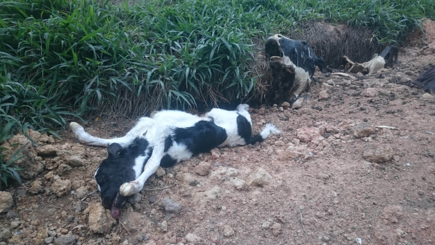 Mishandeling op een Australische melkveehouderij