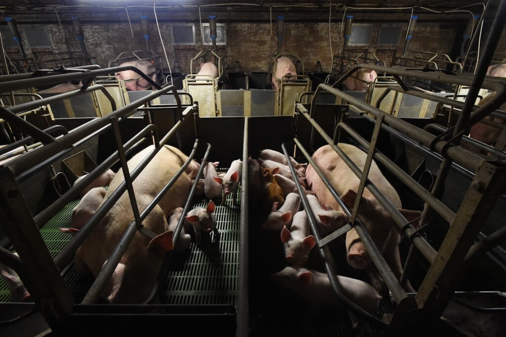 Moederdag op de boerderij