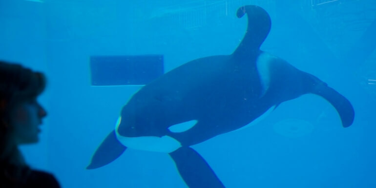 Naar verluidt is SeaWorld gezakt voor de dierenwelzijnscontrole van Thomas Cook