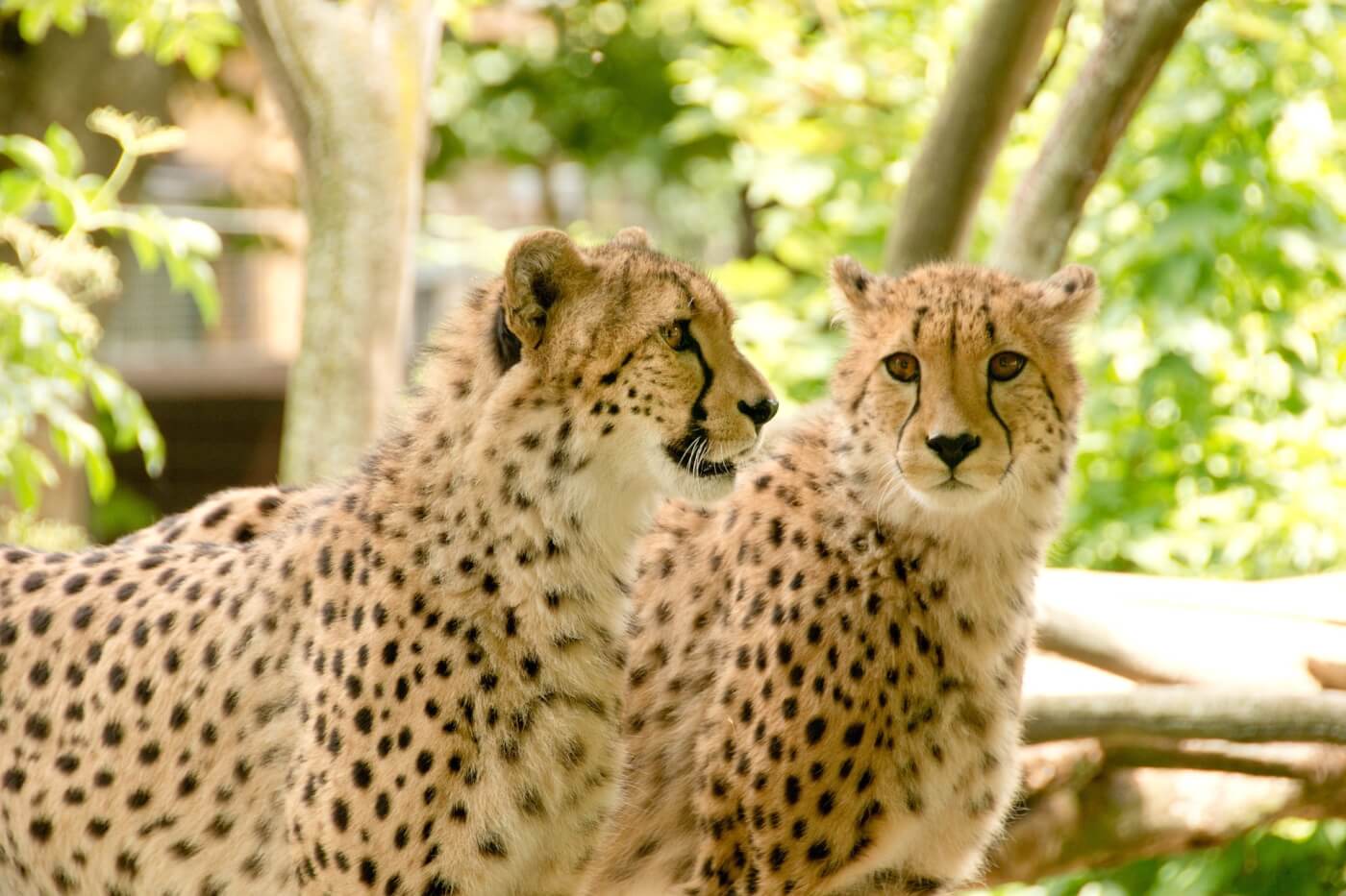 VIDEO: familie ontsnapt aan cheeta-aanval in Safaripark Beekse Bergen