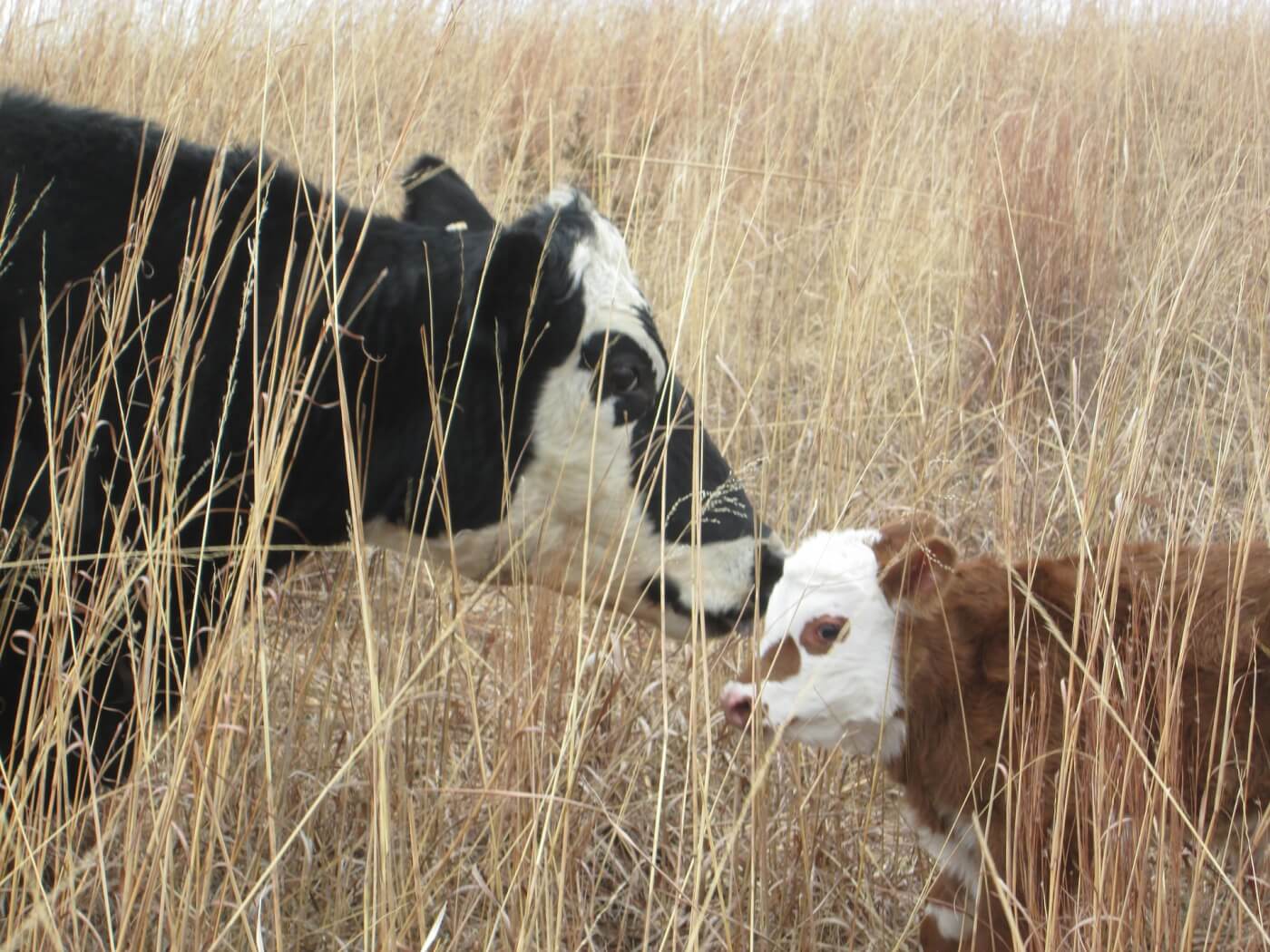Moeder koe en kalf