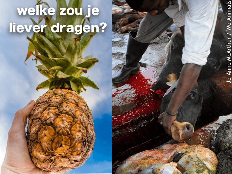 Hugo Boss maakt ananasleer mainstream - PETA Nederland