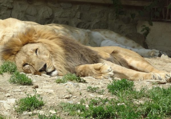 VIDEO: Leeuw doodgeschoten omdat hij zich als een wild dier gedroeg