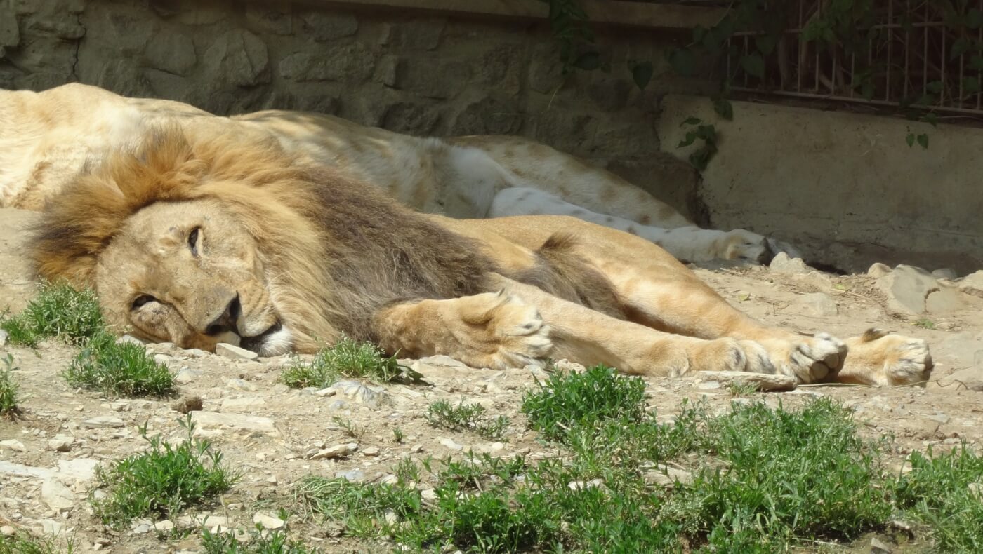 VIDEO: Leeuw doodgeschoten omdat hij zich als een wild dier gedroeg