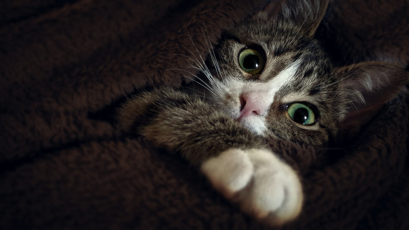 Kom in actie! Katten worden gedood voor bontjassen