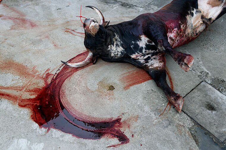 FOTO’S: Wat er echt met stieren gebeurt tijdens het jaarlijkse San Fermin-festival