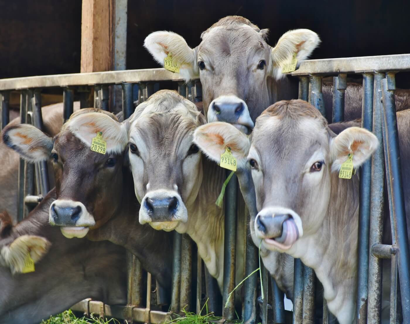 Bekroonde documentaire ‘H.O.P.E.’ toont de grenzeloze voordelen van vegan eten