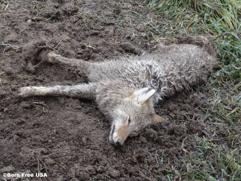 Hoe Canada Goose-jassen worden gemaakt