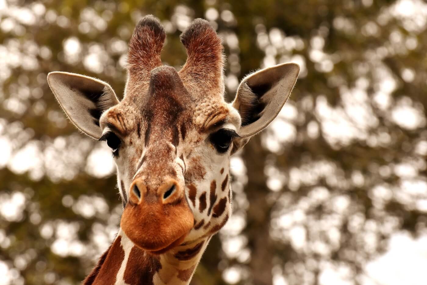 Wereldgiraffedag en de oplichterij van de dierentuinindustrie