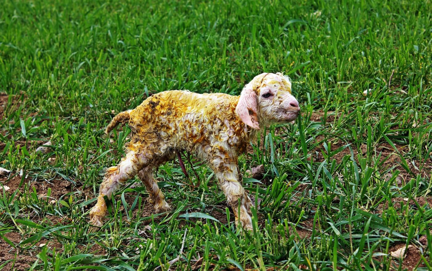 Aangifte gedaan voor dierenmishandeling na mohair-reportage