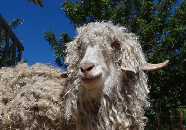 Update: merken die wreed mohair hebben gedumpt