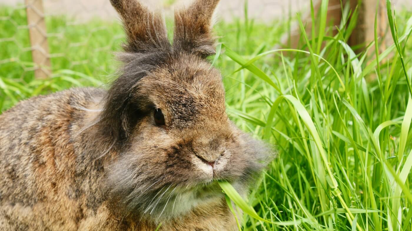 VOORUITGANG: Gucci stopt met angorawol na PETA US-campagne