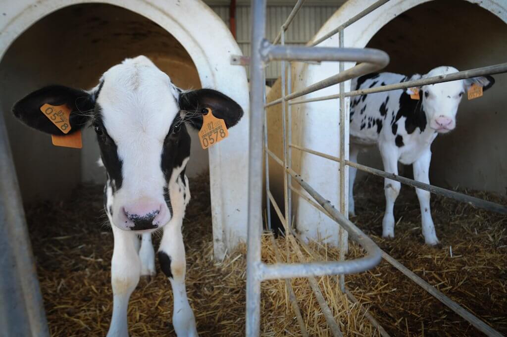Neonazi’s omarmen koeienmelk en wij hebben daar het volgende over te zeggen