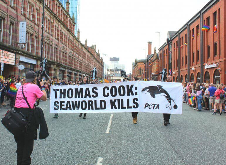 Overwinning! Reisbureau Thomas Cook verbreekt banden met SeaWorld na een jaar lang campagnevoeren door PETA