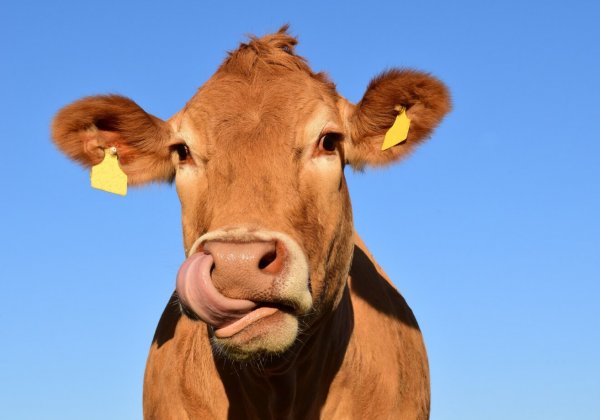 Wat je kunt zeggen als je wordt gevraagd ‘Waarom vegan?’