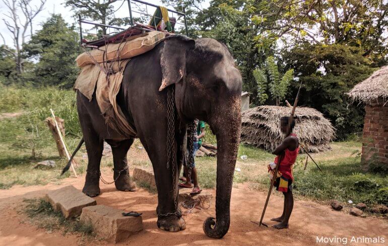 Beschamende olifantenmishandeling in Sri Lanka