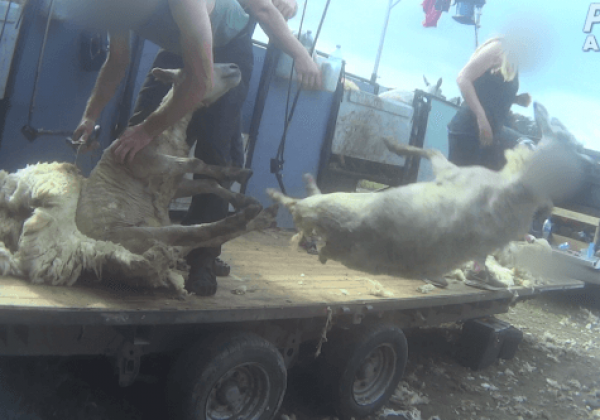 Nieuw onderzoek: Schapen in het Verenigd Koninkrijk geslagen, getrapt, gesneden en gedood voor wol