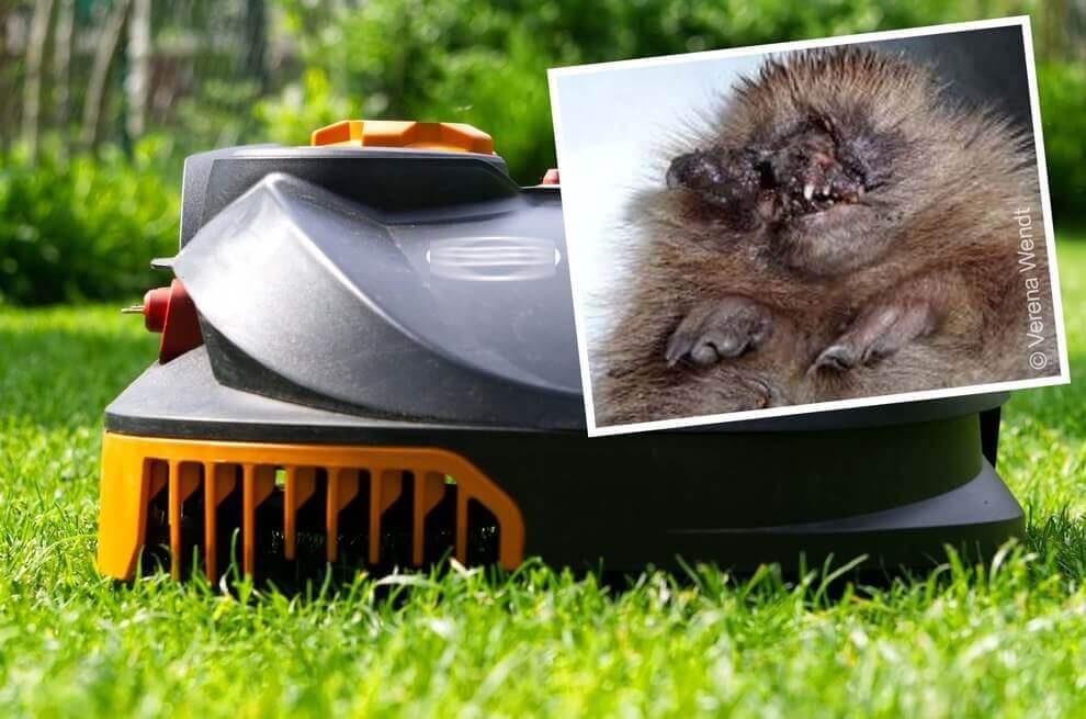 Robotgrasmaaier gevaarlijk voor egels – dieren verminkt door automatisch tuinieren