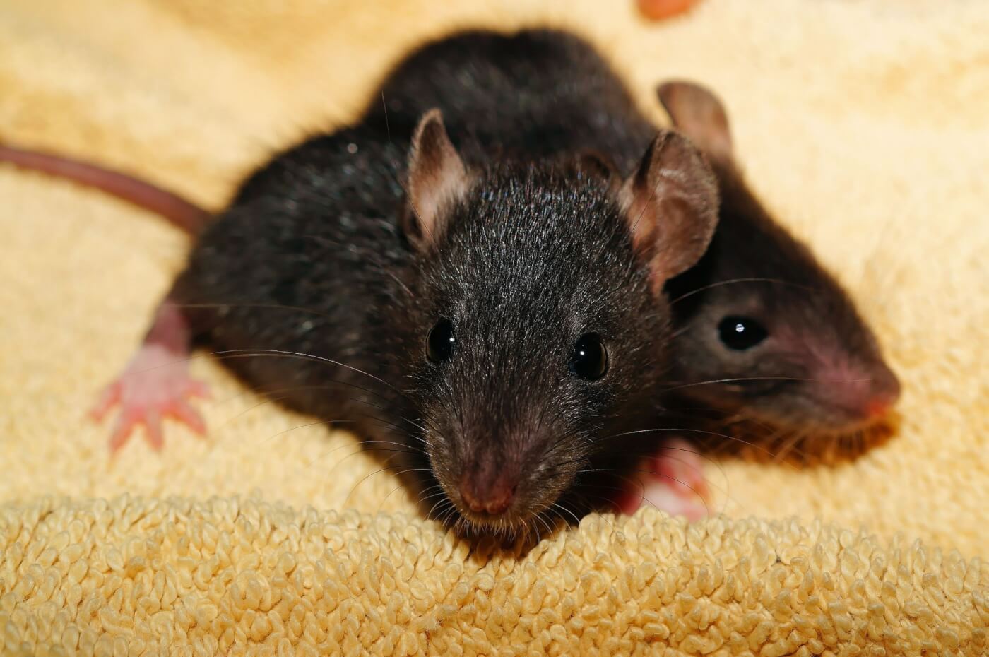 Update: Europees Parlement neemt verdere maatregelen naar aanleiding van PETA-petitie