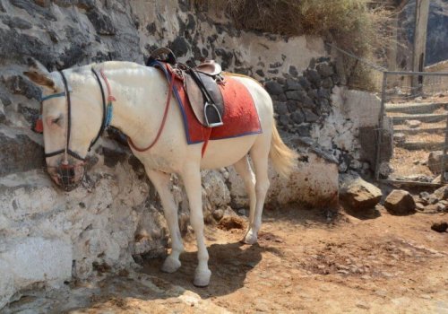Donkey Santorini