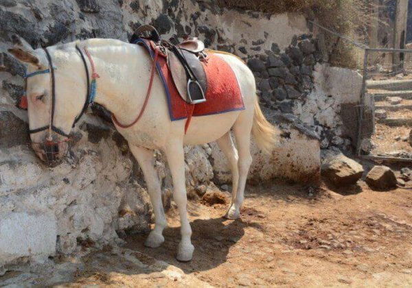 Donkey Santorini