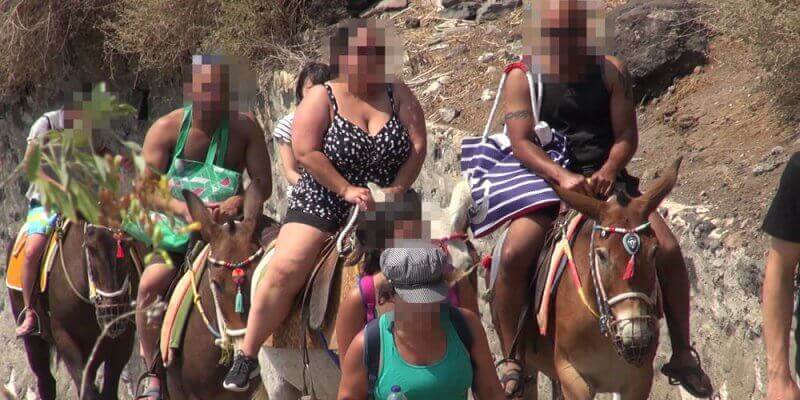 Ezels op Santorini mishandeld en gebruikt als taxi’s: help hen alsjeblieft!
