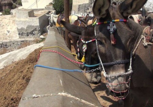 Donkeys tied up Santorini