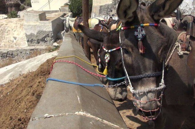 Donkeys tied up Santorini