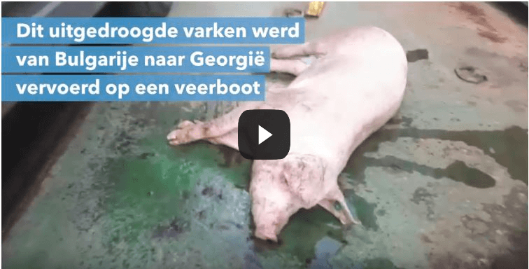 Afschuwelijke taferelen bij dierenvervoer: 40 varkens in zee gegooid