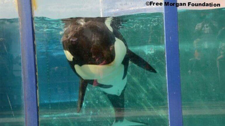 Morgan bevalt: nog een orka gedoemd tot een leven in een klein, betonnen bassin