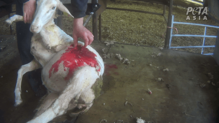 Formele klacht ingediend bij Schotse dierenbescherming nadat onderzoek van PETA Azië wijdverspreide schapenmishandeling heeft onthuld