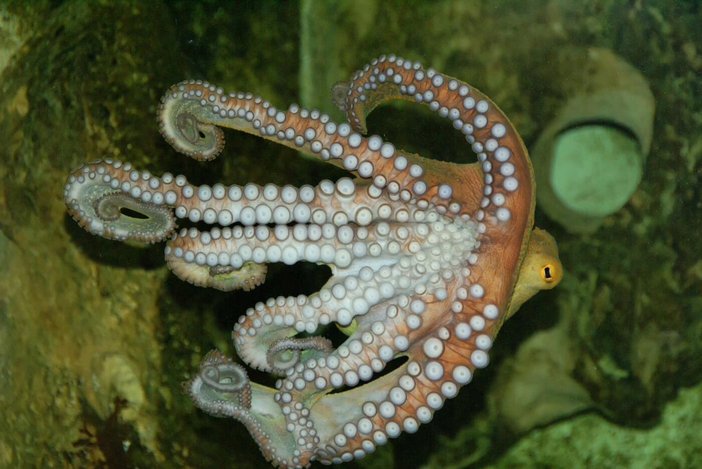 Onzin uit nieuwsgierigheid: octopussen in kooien opgesloten en gedrogeerd voor ‘wetenschap’