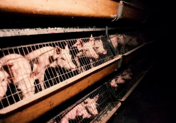 We schrijven geschiedenis voor dieren in de veehouderij – 1 miljoen handtekeningen om de kooien te stoppen